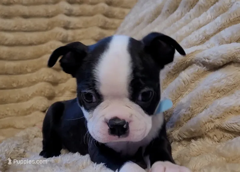💙 Cowboy 💙 AKC Tuxedo – Boston Terrier puppy for sale in Alvarado, TX