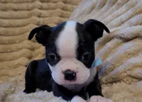 💙 Cowboy 💙 AKC Tuxedo, a male Boston Terrier for sale in Alvarado, TX – 3 of 7