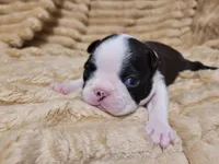 💟 CiCi 💟, a female Boston Terrier for sale in Alvarado, TX – 4 of 6