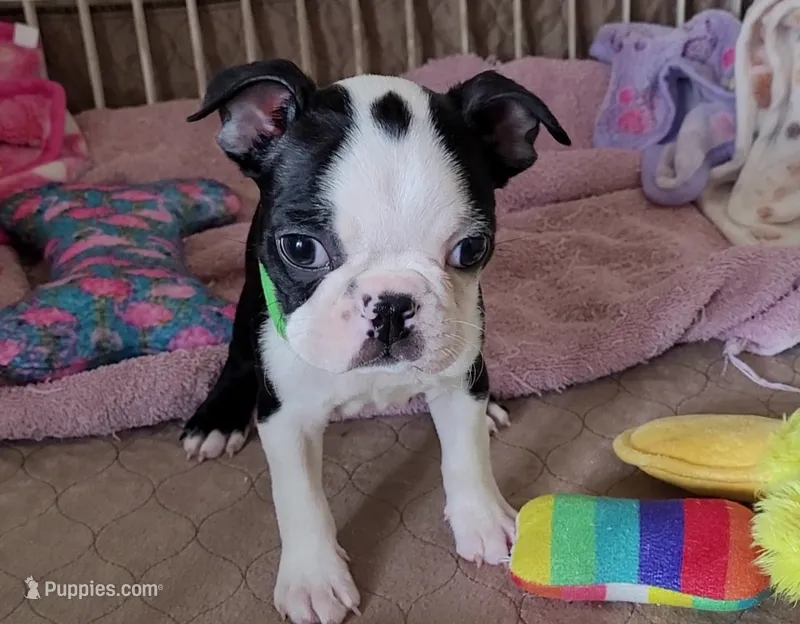 💚 Colt 💚 AKC *Smooshy Face* – Boston Terrier puppy for sale in Alvarado, TX