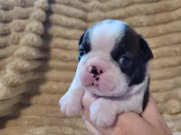🤎 Cooper 🤎, a male Boston Terrier for sale in Alvarado, TX – 3 of 7