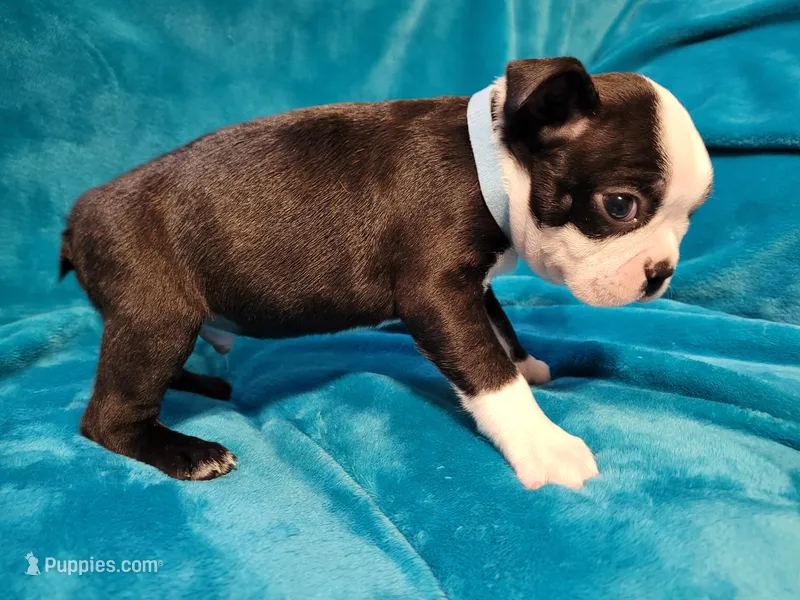 💙 Cowboy 💙 AKC *Perfect Markings* – Boston Terrier puppy for sale in Alvarado, TX