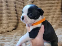 🧡 Cody 🧡 AKC, a male Boston Terrier for sale in Alvarado, TX – 3 of 6