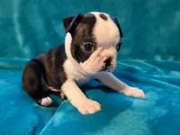 💚 Colt 💚 AKC, a male Boston Terrier for sale in Alvarado, TX – 2 of 4