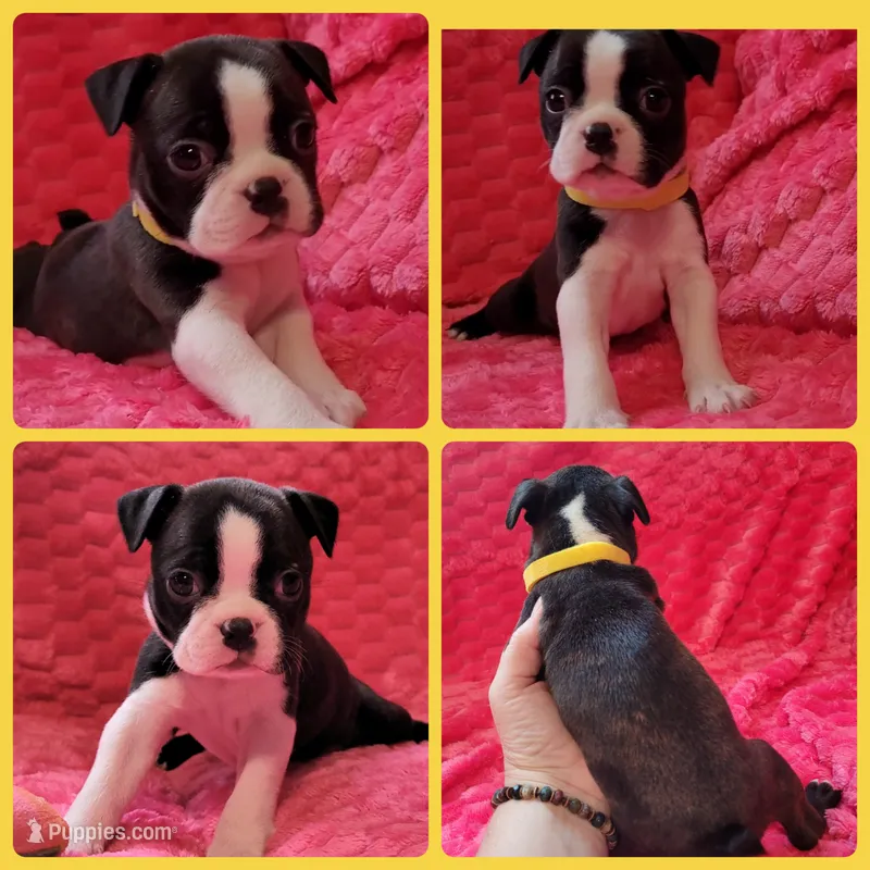 💛 Cookie 💛 AKC – Boston Terrier puppy for sale in Alvarado, TX