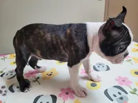 💙 Teeny Tiny 💙 Only 5lb, a male Boston Terrier for sale in Alvarado, TX – 2 of 6