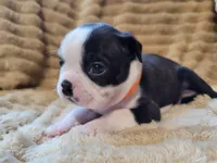 🧡 Cody 🧡 AKC, a male Boston Terrier for sale in Alvarado, TX – 4 of 6