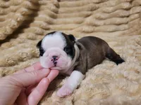🩶 Cocoa 🩶, a female Boston Terrier for sale in Alvarado, TX – 3 of 7