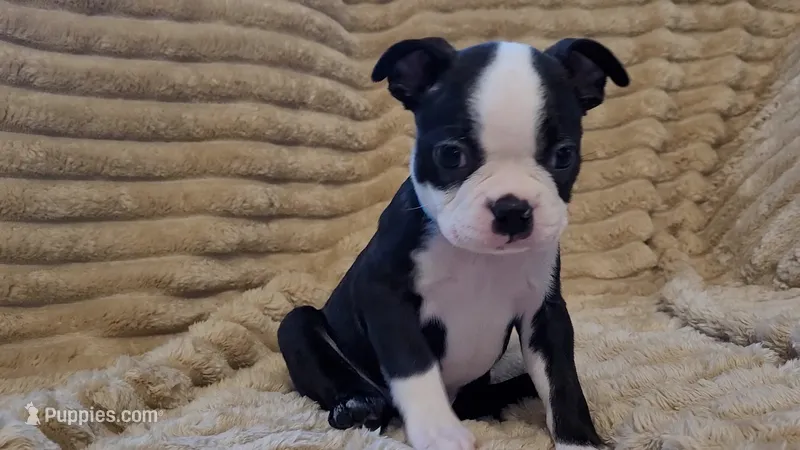 💙 Cowboy 💙 AKC Tuxedo – Boston Terrier puppy for sale in Alvarado, TX