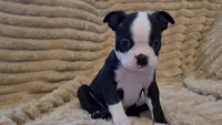 💙 Cowboy 💙 AKC Tuxedo, a male Boston Terrier for sale in Alvarado, TX – 1 of 7
