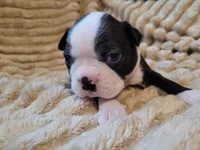 💙 Cowboy 💙, a male Boston Terrier for sale in Alvarado, TX – 3 of 7