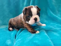 🖤 Tigger 🖤  AMAZING!!!, a male Boston Terrier for sale in Alvarado, TX – Photo 2 of 9