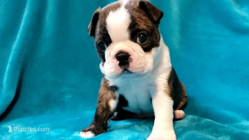 🖤 Tigger 🖤  AMAZING!!!