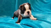🖤 Tigger 🖤  AMAZING!!!, a male Boston Terrier for sale in Alvarado, TX – Photo 9 of 9
