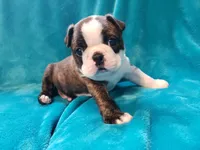 🖤 Tigger 🖤  AMAZING!!!, a male Boston Terrier for sale in Alvarado, TX – Photo 4 of 9