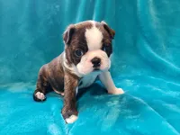 🖤 Tigger 🖤  AMAZING!!!, a male Boston Terrier for sale in Alvarado, TX – Photo 7 of 9