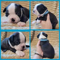 💙 Cowboy 💙, a male Boston Terrier for sale in Alvarado, TX – 7 of 7