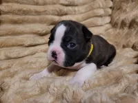 💛 Cookie 💛, a female Boston Terrier for sale in Alvarado, TX – 3 of 7