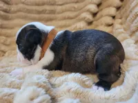 🤎 Cooper 🤎, a male Boston Terrier for sale in Alvarado, TX – 2 of 7