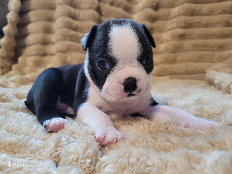 🧡 Cody 🧡 – Boston Terrier puppy for sale in Alvarado, TX