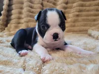 🧡 Cody 🧡 AKC, a male Boston Terrier for sale in Alvarado, TX – 2 of 6