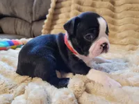 ❤️ Charlie ❤️ AKC, a male Boston Terrier for sale in Alvarado, TX – 5 of 6