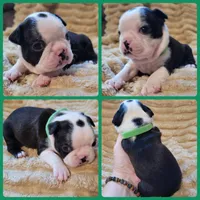 💚 Colt 💚, a male Boston Terrier for sale in Alvarado, TX – 7 of 7
