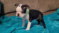 💚 Colt 💚 AKC *Very Small*, a male Boston Terrier for sale in Alvarado, TX – 7 of 8