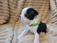 💚 Colt 💚 AKC, a male Boston Terrier for sale in Alvarado, TX – 5 of 6