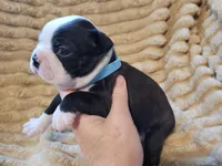 💙 Cowboy 💙, a male Boston Terrier for sale in Alvarado, TX – 4 of 7