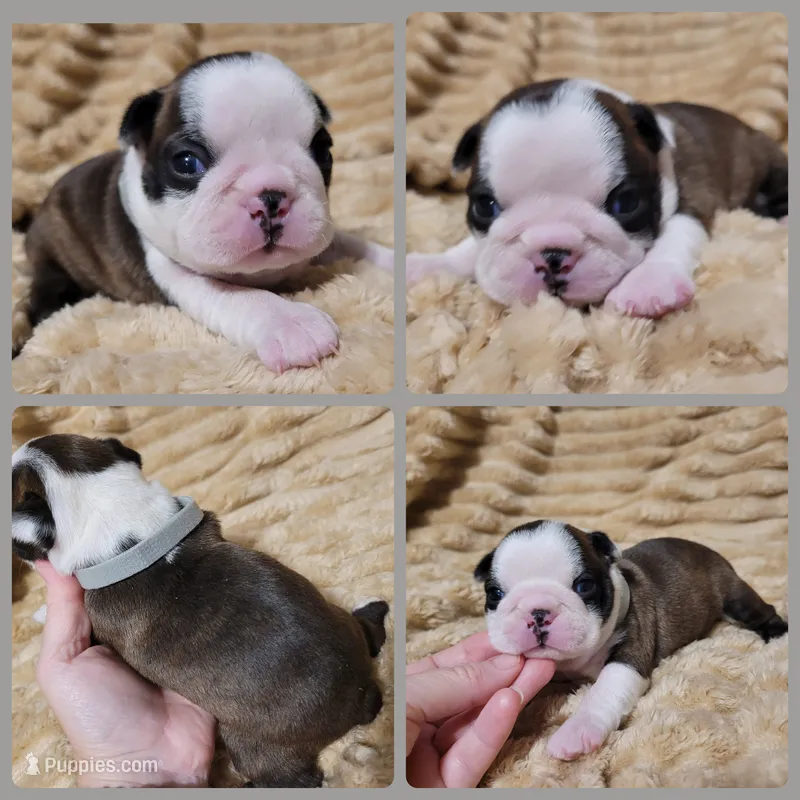 Grey – Boston Terrier puppy for sale in Alvarado, TX