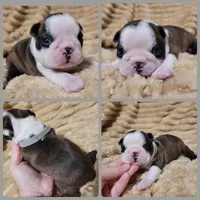 Grey, a female Boston Terrier for sale in Alvarado, TX – 1 of 1