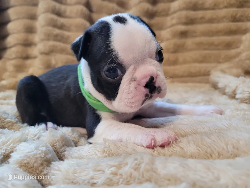 💚 Colt 💚 – Boston Terrier puppy for sale in Alvarado, TX