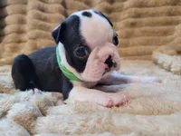 💚 Colt 💚 AKC, a male Boston Terrier for sale in Alvarado, TX – 2 of 6