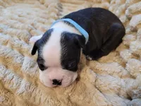 💙 Cowboy 💙, a male Boston Terrier for sale in Alvarado, TX – 5 of 7