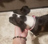 💜 Elfie 💜 AKC TINY TINY, a female Boston Terrier for sale in Alvarado, TX – 9 of 9