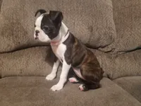 💜 Elfie 💜 AKC TINY TINY, a female Boston Terrier for sale in Alvarado, TX – 8 of 9