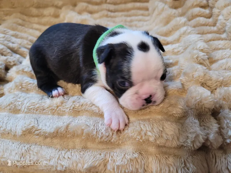 💚 Colt 💚 – Boston Terrier puppy for sale in Alvarado, TX