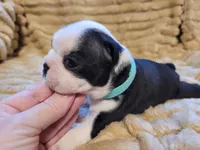🩵 Bella 🩵 AKC, a female Boston Terrier for sale in Alvarado, TX – 5 of 5