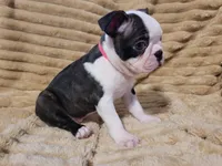 🩷 Bree 🩷  AKC *Last Female*, a female Boston Terrier for sale in Alvarado, TX – 5 of 6