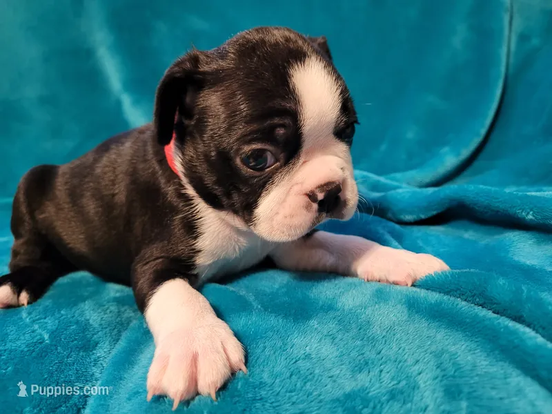 ❤️ Charlie ❤️ AKC – Boston Terrier puppy for sale in Alvarado, TX