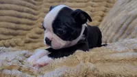 💙 Cowboy 💙 AKC Tuxedo, a male Boston Terrier for sale in Alvarado, TX – 7 of 7