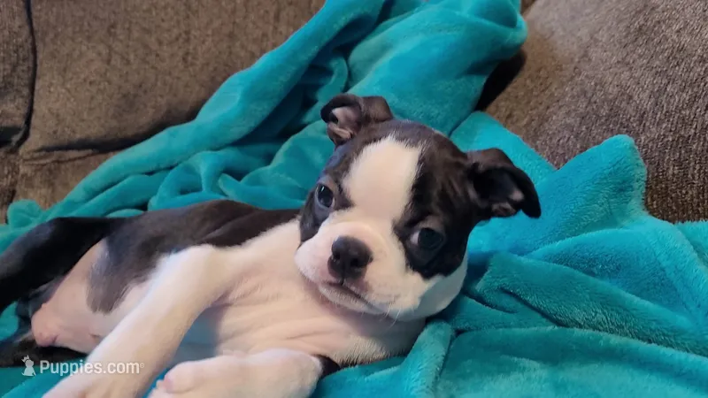 🧡 Cody 🧡 AKC *Perfect Markings* – Boston Terrier puppy for sale in Alvarado, TX