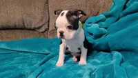 💚 Colt 💚 AKC *Very Small*, a male Boston Terrier for sale in Alvarado, TX – 3 of 8