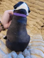 💜 Betty 💜 AKC, a female Boston Terrier for sale in Alvarado, TX – 2 of 4