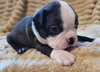 💙 Cowboy 💙, a male Boston Terrier for sale in Alvarado, TX – 2 of 7