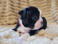 ❤️ Charlie ❤️ AKC, a male Boston Terrier for sale in Alvarado, TX – 3 of 6