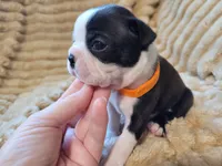 🧡 Cody 🧡, a male Boston Terrier for sale in Alvarado, TX – 4 of 7