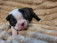 🖤 Charlie 🖤 , a male Boston Terrier for sale in Alvarado, TX – 5 of 7
