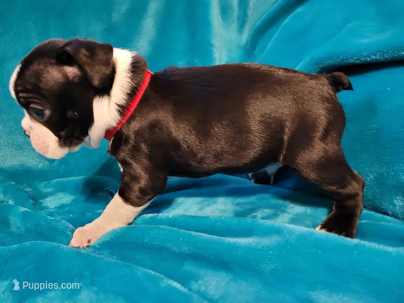 ❤️ Charlie ❤️ AKC – Boston Terrier puppy for sale in Alvarado, TX